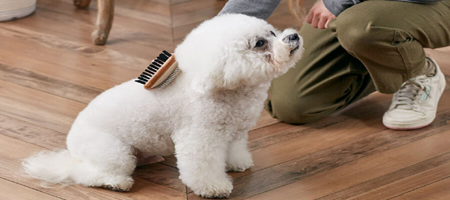 How to Choose the Right Dog Brush for Your Dog’s Coat